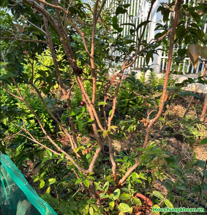 Chia sẻ ngày 28/12/2022