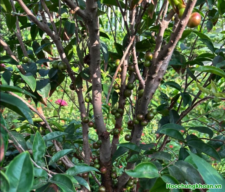 Lãi suất giảm tác động mạnh đến TTCK