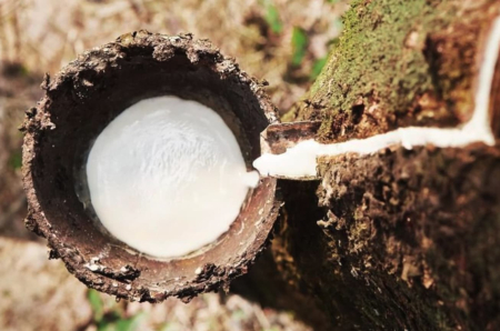 DPR - Phân Tích Công Ty Cổ Phần Cao Su Đồng Phú